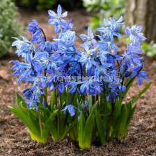 Синчец /Scilla Siberica