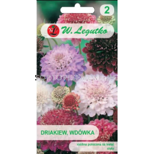 СЕМЕНА СКАБИОЗА МИКС -  ЛГ  - sortovisemena.bg СЕМЕНА СКАБИОЗА МИКС -  ЛГ