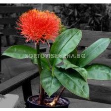 Скадоксус Haemanthus multiflorus
