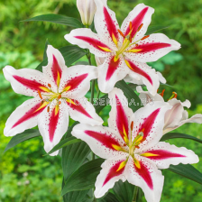 Лилиум Big Smile/ Lilium oriental - 1 брой