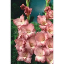 Гладиол/ Gladiolus large-flowered Smokey 10/12 - 1 бр.