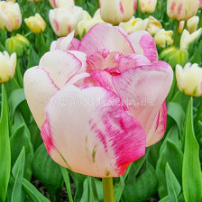Лале/ Tulipa Double Shake - 1 бр.