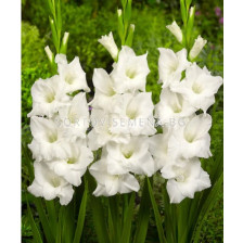 Гладиол/ Gladiolus large-flowered Snowdon 10/12 - 1 бр. 