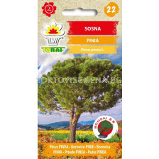 ТОРАФ БОР 10 С Sosna pinia | Pinus pinea - TF