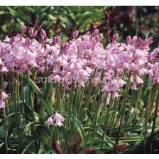 Лъжезюмбюл розов /Hyacinthoides Hisp. Pink/ 1 оп-8 бр