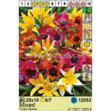 Лале/ Tulipa Specie Mixed- Пакет: 1 оп. - 10 бр.