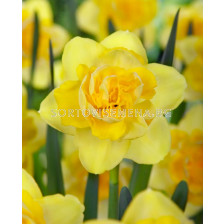 Нарцис/ DOUBLE NARCISSUS Spring Paradise - 1 бр.
