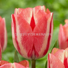 Лале/ Tulip triumph Spryng Break - 1 бр.