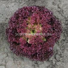 Салата лоло / Spectation / Bejo - 5000 пелети