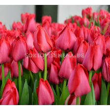 Лале triumph Spryng Tide - 1 бр.