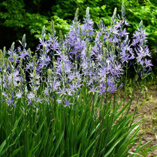 Камас светло-син /индийски зюмбюл/ Leichtlinii Caerulea 1 бр