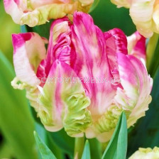 Лале Weber's Parrot Pink 1 бр