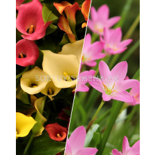 ПРОМОЦИЯ: Кала 10 бр. (микс) + Хабрантус 20 бр.(микс)