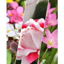 ПРОМОЦИЯ! 10 бр. Бегонии (микс) + 10 бр. Глоксинии (микс) + 20 бр. Хабрантус (микс)