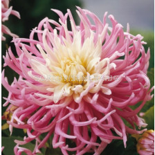 Далия Stars Favourite - 1 бр.