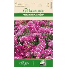 СК СТАТИЦА РОЗОВА STATICE, ROSE 