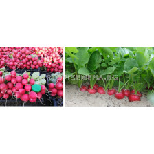 Семена репички СТЕЛАР F1 ( STELLAR F1 ) Syngenta 1 оп-10 000 сем 