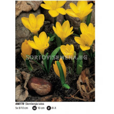Щернбергия/ Sternbergia lutea - Пакет: 1 оп. - 5 бр.