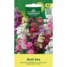 СЕМЕНА ШИБОЙ  STOCK BUSH EXA - СК 
