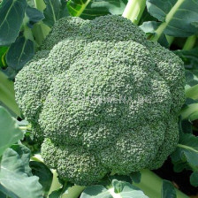 Семена броколи СТРОМБОЛИ - 2500 с.