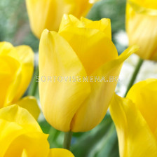 Лале/ Tulips triumph Strong Gold - 1 бр.