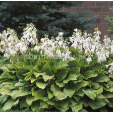 Хоста/ HOSTA Royal Standard - 1 бр. коренище