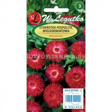 ЛГ МАРГАРИТКИ ЧЕРВЕНИ Bellis perennis large fl. Gracja red 