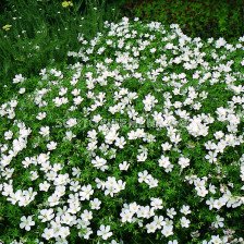 Здравец / Geranium Sang. Album / 1 бр