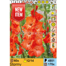 Гладиол Stormy/ Gladiolus - 1 брой