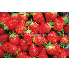 Ягоди Хонеое, размер А /FRAGARIA HONEOYE/