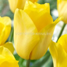 Лале /Tulip Strong Gold 11/12