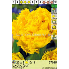 Лале Exotic Sun - Пакет: 1 оп. - 5 бр.