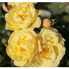 Роза Sunny Rose (Малка храстова роза) - Kordes - 1 брой