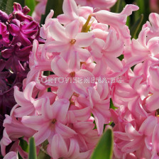 Зюмбюл/ ORIENTALIS HYACINTHUS Pink Surprise - 1 бр.