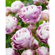 Лале/ Tulipa Double Surprise - 1 бр.