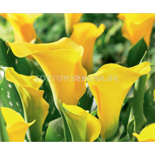 Кала Summer Bright/ calla - 1 брой