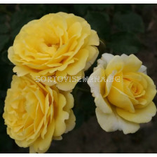 Роза Sunmaid (роза флорибунда) - Kordes- 1 брой