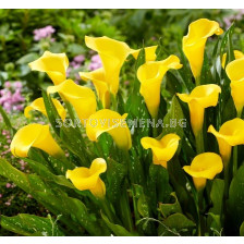 Кала Zantedeschia (Calla) 'Sunclub'® 14/16 - 1 бр