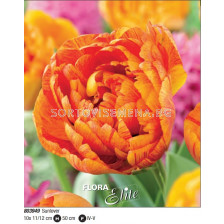 Лале/ Tulipa double early Sunlover - Пакет: 1 оп. - 10 бр.