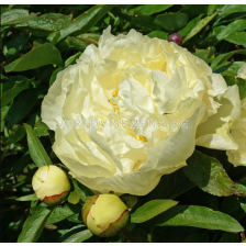 Божур Paeonia sunny girl/- много едър и променящ се цвят/ Peony - 1 бр.