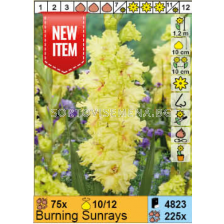 Гладиол Burning Sunrays/ Gladiolus - 1 бр.