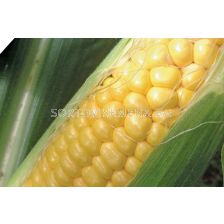 Семена супер сладка царевица SV1446 SD F1