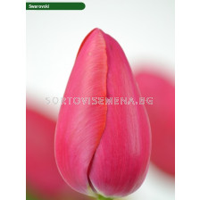 Лале/ Tulip single late Swarovski - 1 бр.