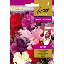 СК СЕМЕНА СЛАДЪК ГРАХ КИЧЕСТ SWEET PEA RUFFLED