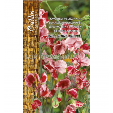 Семена Сладък грах WILLSHIRE RIPPLE - SWEET PEA - 'SK- 2г