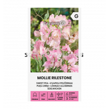 СЕМЕНА СЛАДЪК ГРАХ МОЛИ  SWEET PEA, MOLLIE RILESTONE СК 