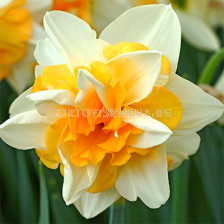 Нарцис/ Narcissi double Sweet Desire - 1 бр.