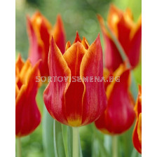 Лале /Tulip Synaeda Orange/ 11/12