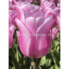 Лале/ Tulips triumph Synaeda Amor - 1 бр.