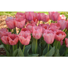 Лале Mystic van Eijk 1 бр - sortovisemena.bg Лале Mystic van Eijk 1 бр